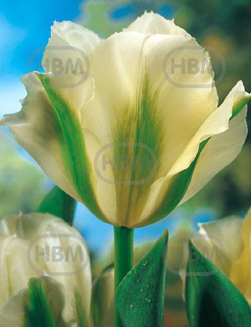 Viridiflora Spring Green