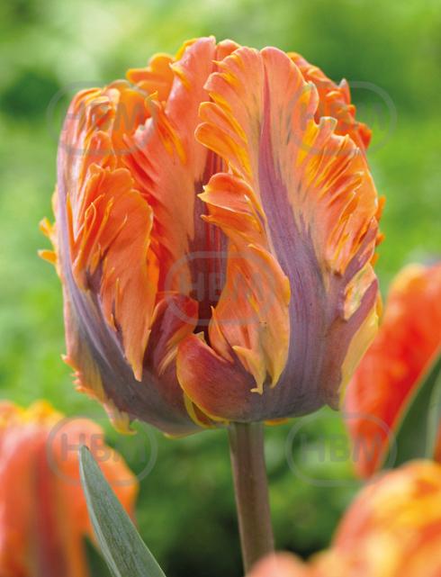 Parrot Orange Rococo
