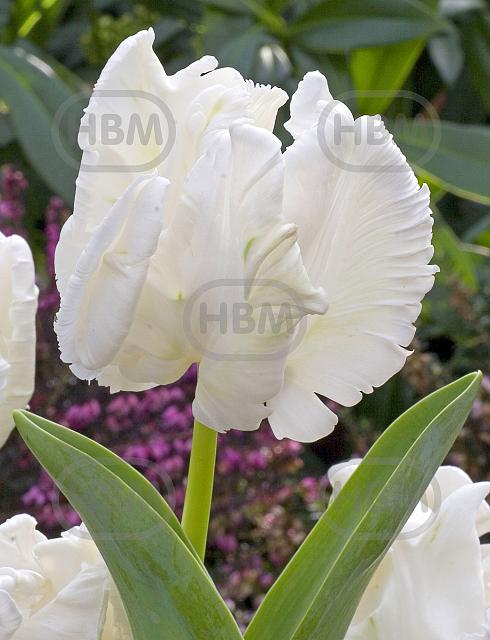Parrot White Rebel