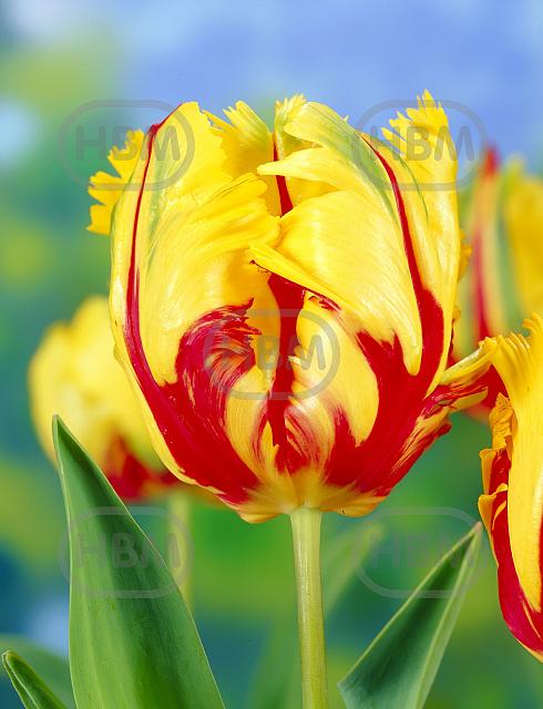 Parrot Texas Flame