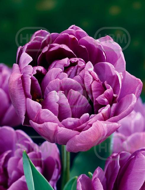 Double Late Lilac Perfection
