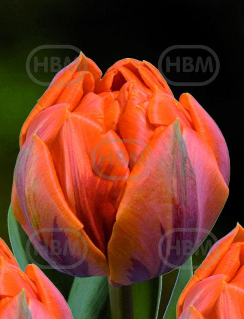 Double Late Orange Princess