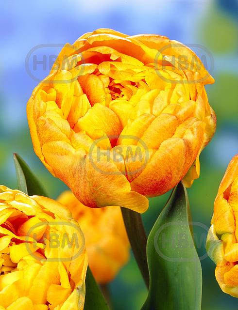 Double Late Double Beauty Of Apeldoorn