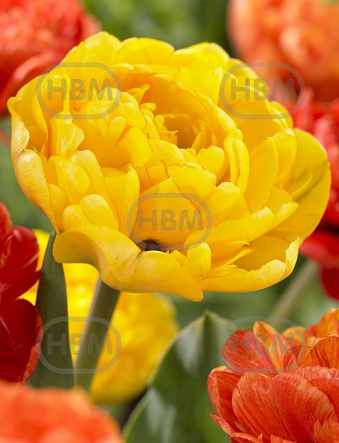 Double Late Yellow Pomponette