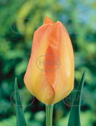 Fosteriana Purissima Orange