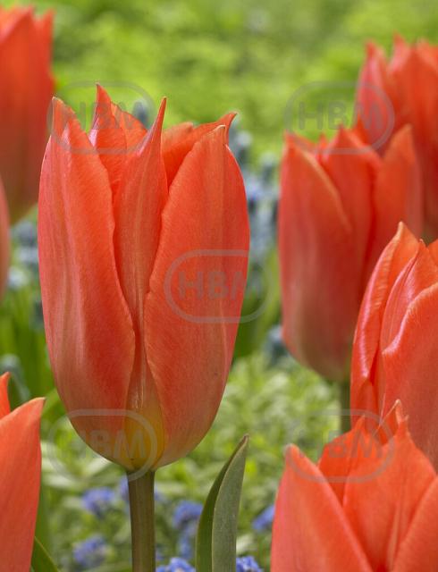 Fosteriana Orange Brilliant