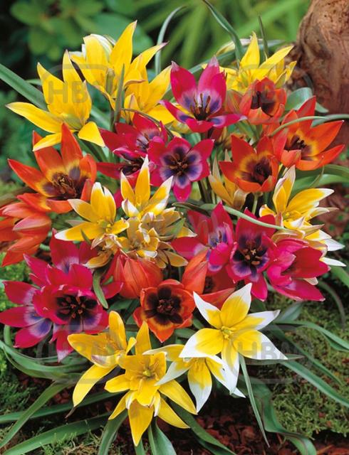 Specie Botanical Mix