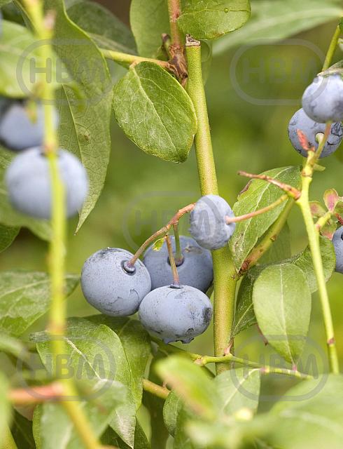 Corymbosum Bluecrop