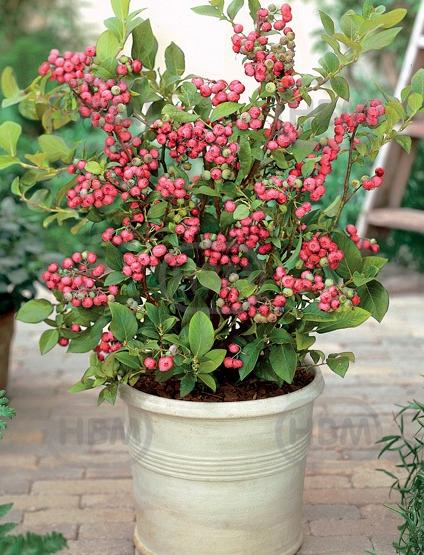 Corymbosum Pink Lemonade