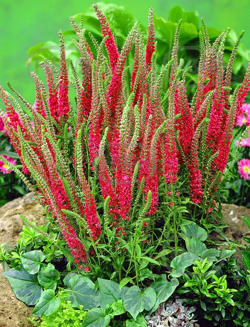 Spicata Rotfuchs