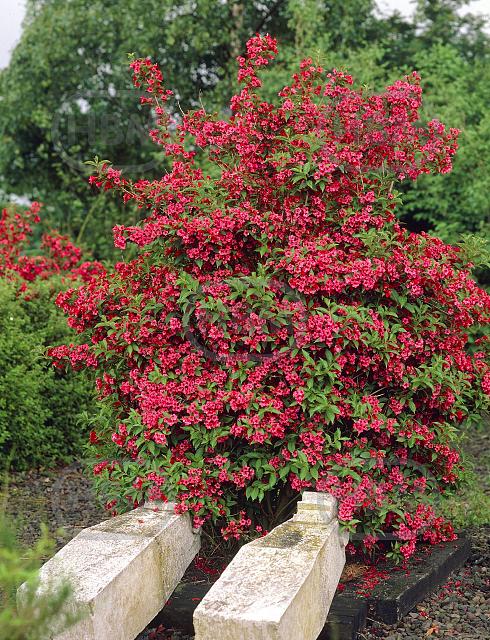 Red Prince