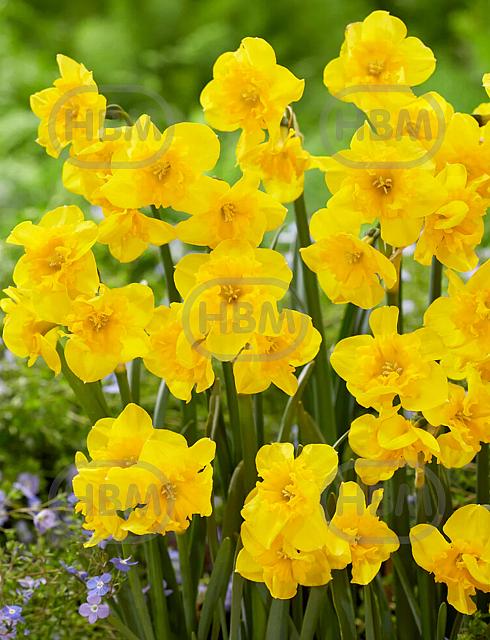 Split-Cupped Collar Yellow Parrot