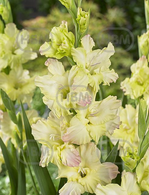 Small Flowering Alicia