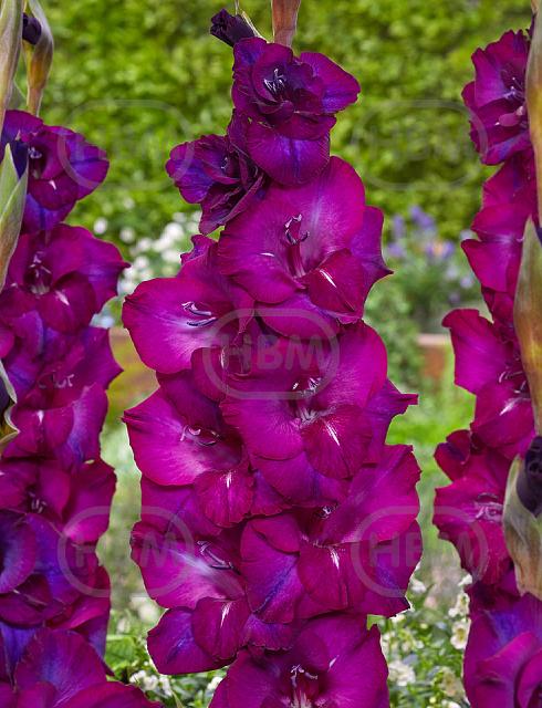 Large flowering Next level