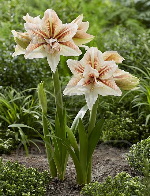 Diamond Inca star