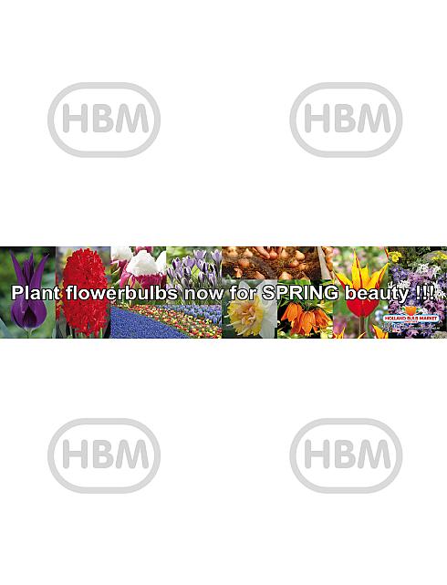 English Banner (250x50cm)