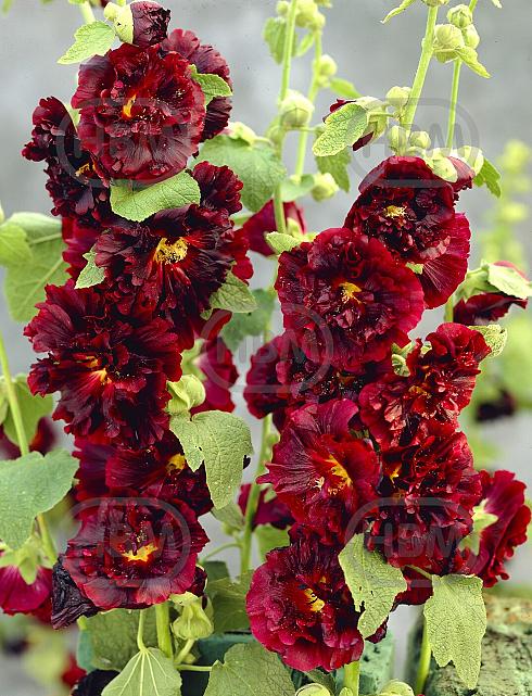 Double Dark Red