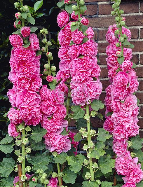 Double Pink