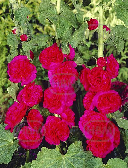 Double Red