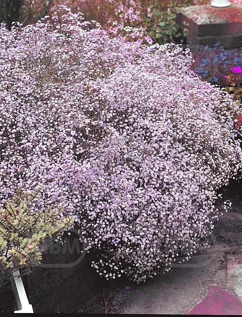 Paniculata Pink