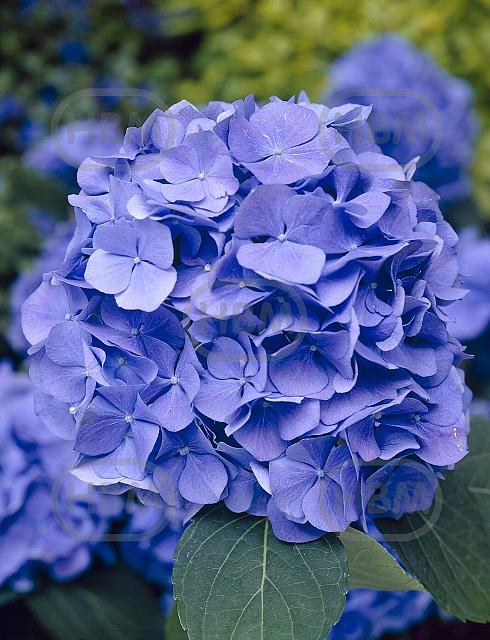 Macrophylla Blue