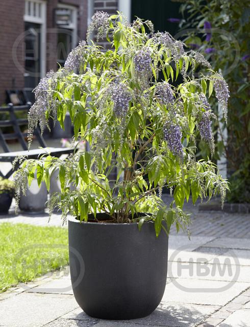 Davidii Wisteria Lane