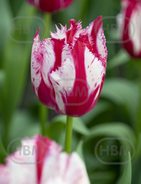 Fringed Happy Clown