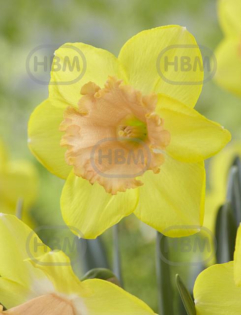 Large flowering Color Run