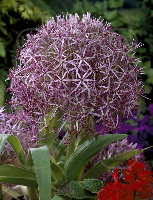 Large flowering Cristophii