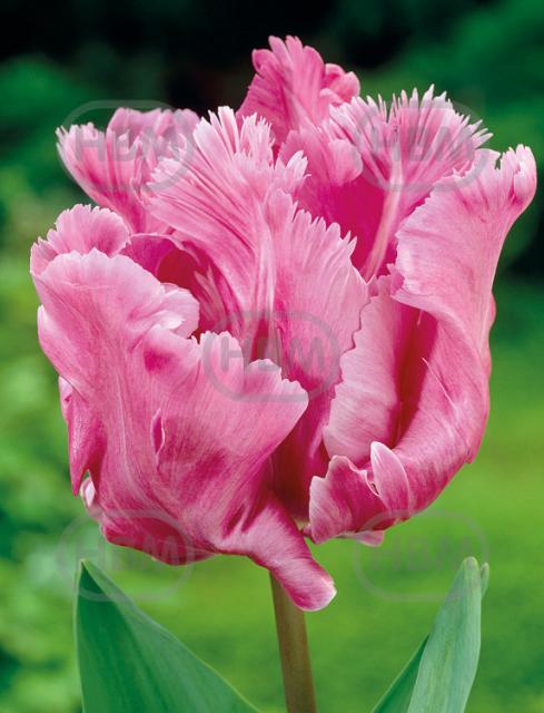 Parrot Webers Parrot Pink