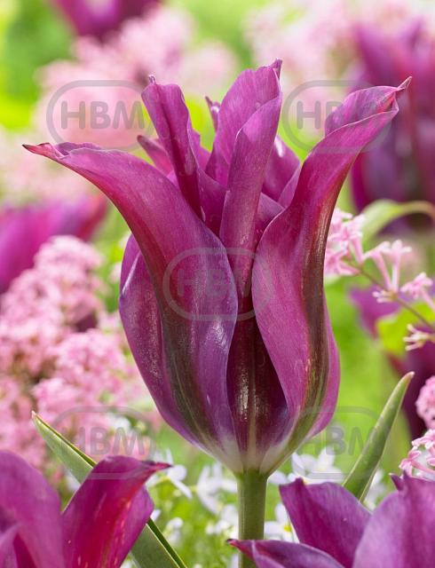Lily Flowering Purple Doll