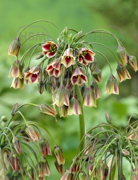 siculum subsp.  bulgaricum
