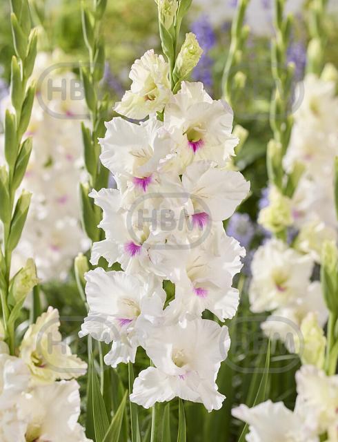 Large flowering Norma Jean
