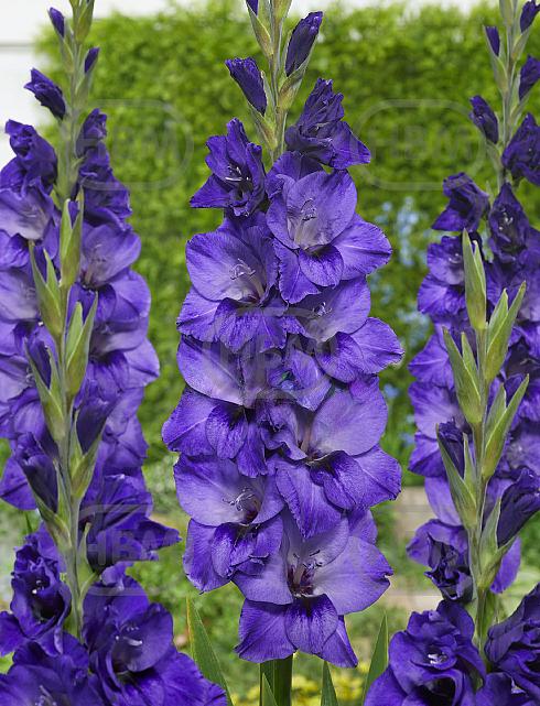 Large flowering Cookie