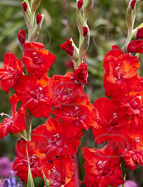 Large flowering Tango Passion