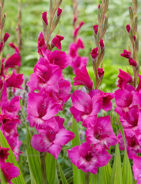 Large flowering Fuchsia Temptation