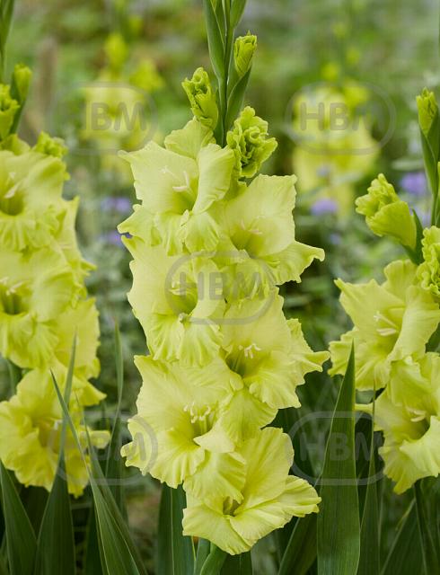 Large flowering Kio
