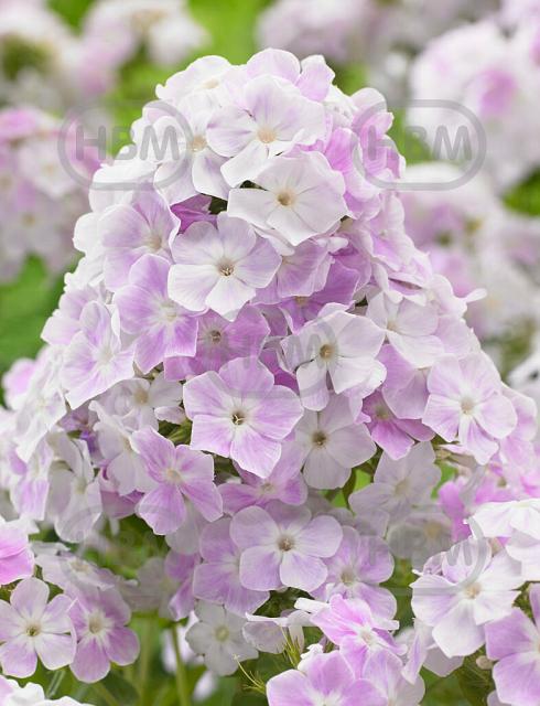 Paniculata  Cool Water