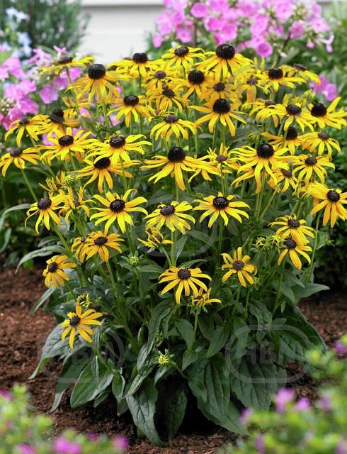 fulgida  Little Goldstar