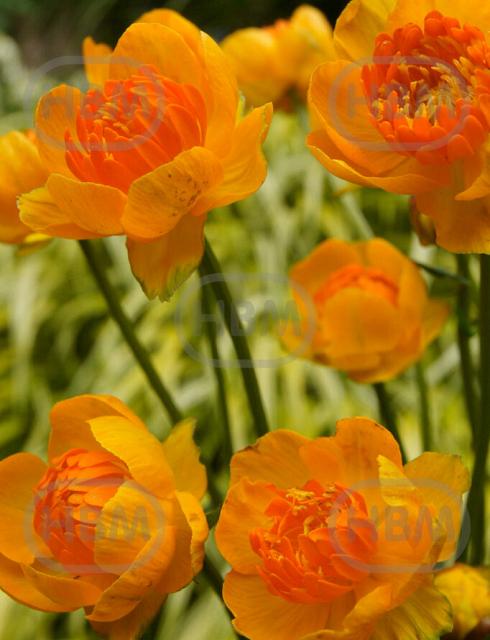 Orange Crest