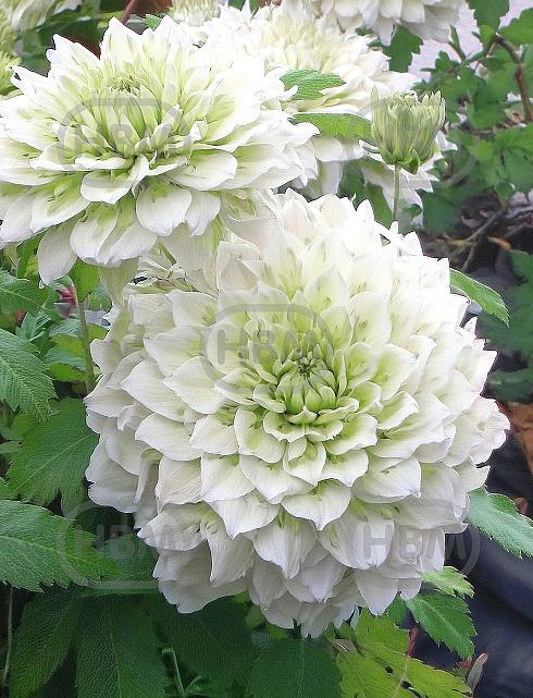 Clematis Manju