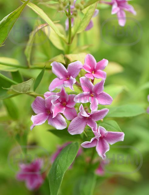 Stephanense Summer Scent