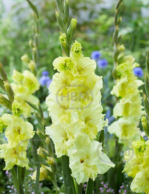 Large flowering Happy Touch