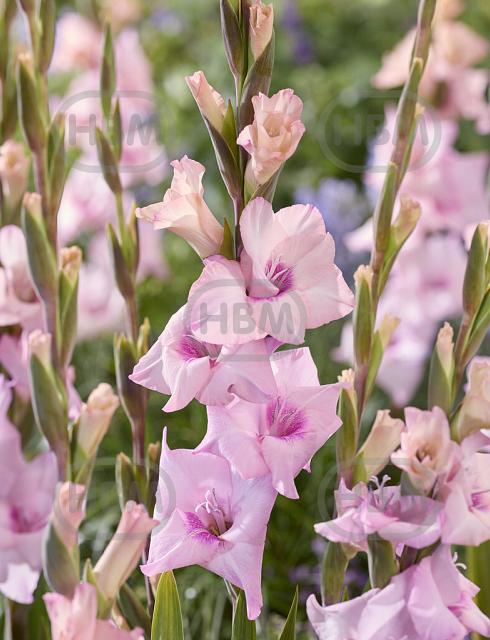 Large flowering Bruiser