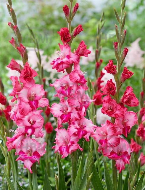 Small Flowering Kelly
