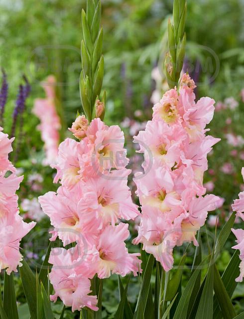 Large flowering Pink Lightning