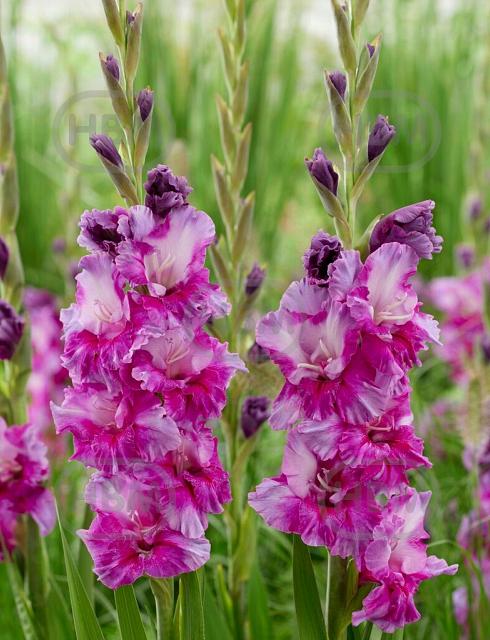 Large flowering Purple Art