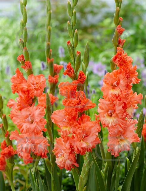 Large flowering Riks Frizzle
