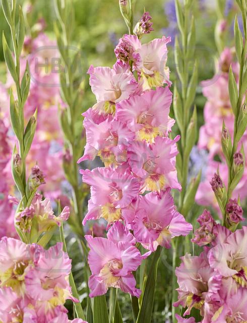 Large flowering Happy Disco