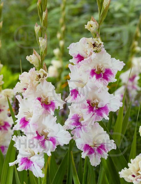 Large flowering Violet Heart